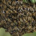 Apis_mellifera_ah8712