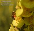 Apis_mellifera_e2491