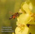 Apis_mellifera_e2494