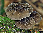 pluteus_thomsonii_cz7756