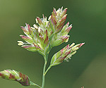 poa_annua_ae0812