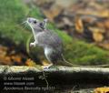 Apodemus_flavicolis_hg9311