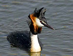 podiceps_cristatus_ea4725