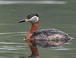 podiceps_griseigena_ka2444