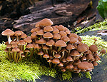 psathyrella_murcida_bi2925