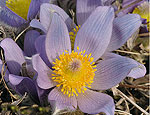 pulsatilla_grandis_bf0682