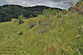 Apuseni_cv9316
