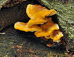 pycnoporellus_fulgens_bo4274