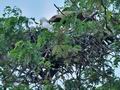 Aquila_heliaca_cc6185