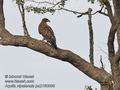 Aquila_nipalensis_pa2160069