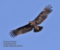 Aquila_nipalensis_ph3916