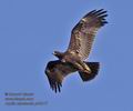 Aquila_nipalensis_ph3917