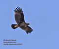 Aquila_nipalensis_ph3931