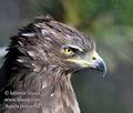 Aquila_pomarina_fd2218