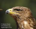 Aquila_rapax_e3754