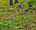 Aquilegia_vulgaris_jd7500