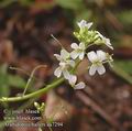 Arabidopsis_halleri_aa7294