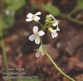 Arabidopsis_halleri_aa7303