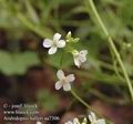 Arabidopsis_halleri_aa7306