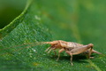 Arachnocephalus_vestitus_dy9404s