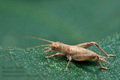 Arachnocephalus_vestitus_dz0226s