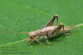 Arachnocephalus_vestitus_dz5157s