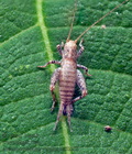 Arachnocephalus_vestitus_dz5223s