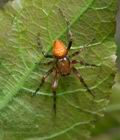 Araneus_alsine_cu9978s