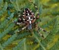 Araneus_diadematus_af6910