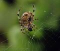 Araneus_diadematus_ag0081