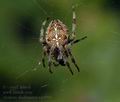 Araneus_diadematus_ag0090