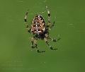 Araneus_diadematus_ag0135