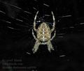 Araneus_diadematus_ag0480