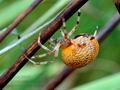 Araneus_marmoreus_db1004