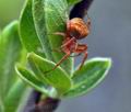 Araneus_triguttatus_bt6121