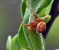 Araneus_triguttatus_bt6125