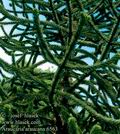 Araucaria_araucana_6563