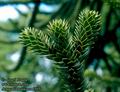 Araucaria_araucana_6565