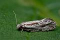Archinemapogon_yildizae_cj6705s
