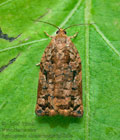 Archips_oporana_je8129s