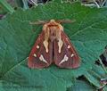 Arctia_testudinaria_jh3582
