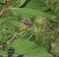 Arctium_nemorosum_ac2275