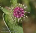 Arctium_nemorosum_ac2282