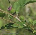 Arctium_nemorosum_ac2289