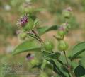 Arctium_nemorosum_ac2306