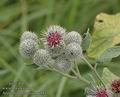 Arctium_tomentosum_a4937