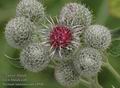 Arctium_tomentosum_a4940