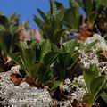 Arctostaphylos_alpina_4642