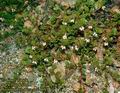 Arctostaphylos_uva-ursi_4643