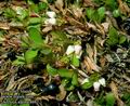 Arctostaphylos_alpina_4642